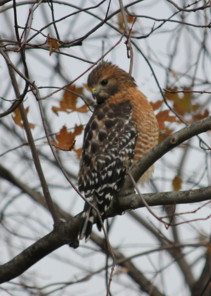 Red Shoulder Hawk 1