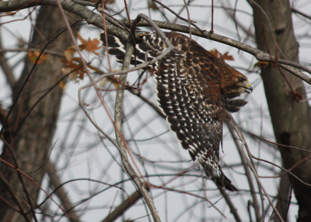 Red Shoulder Hawk 2