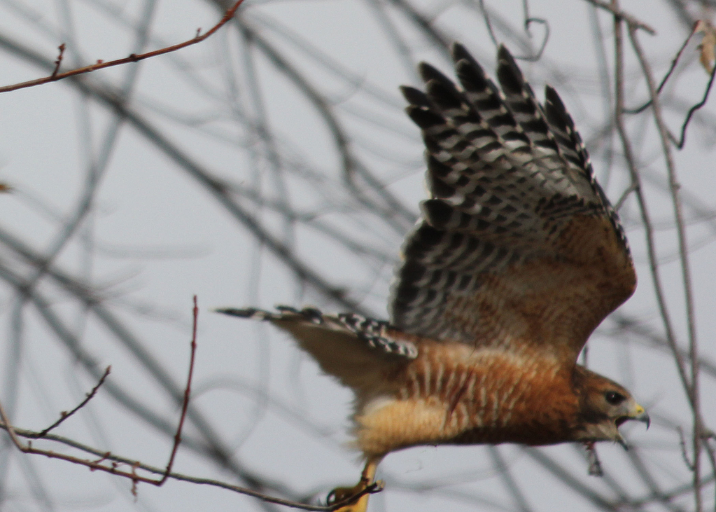 Red Shoulder Hawk 3