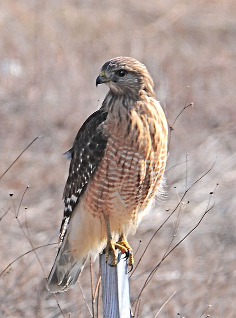 Red Shouldered Hawk