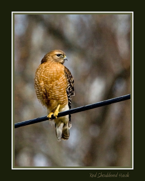 Red Shouldered Hawk