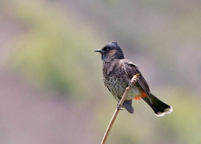 Red Vented Bulbul in Oahu, Hawaii