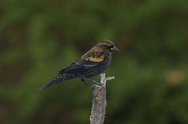 Red-wing blackbird (first year)