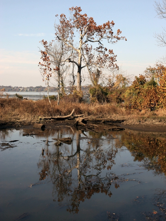 Reflection of a tree