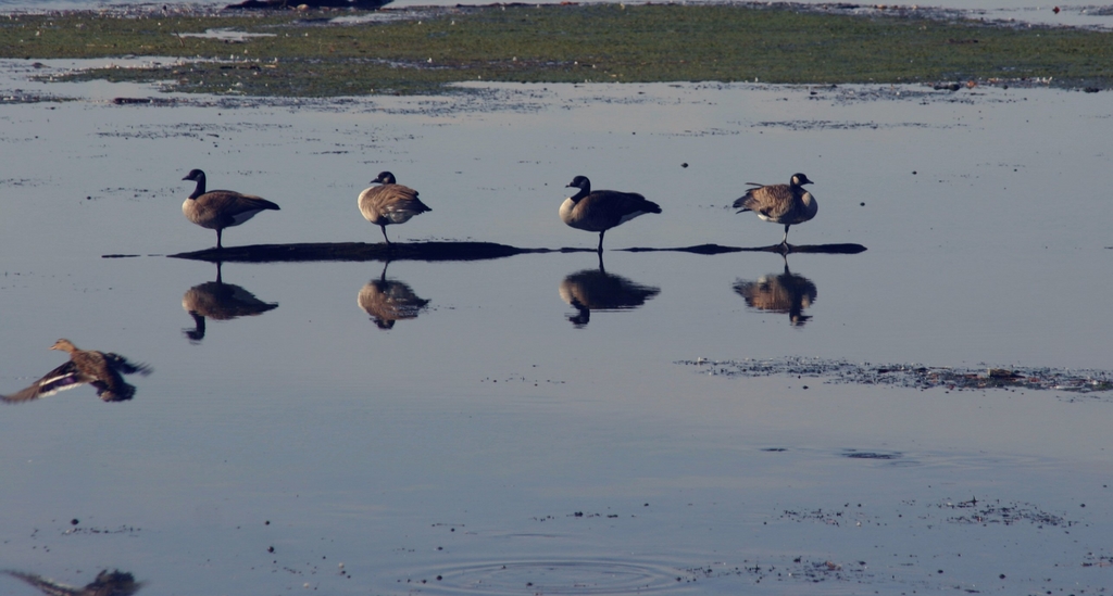 reflections of a duck