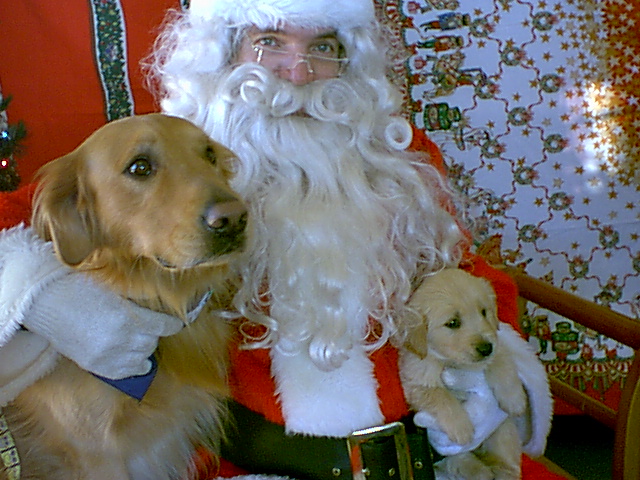 Retrieving Santa--Golden Style!