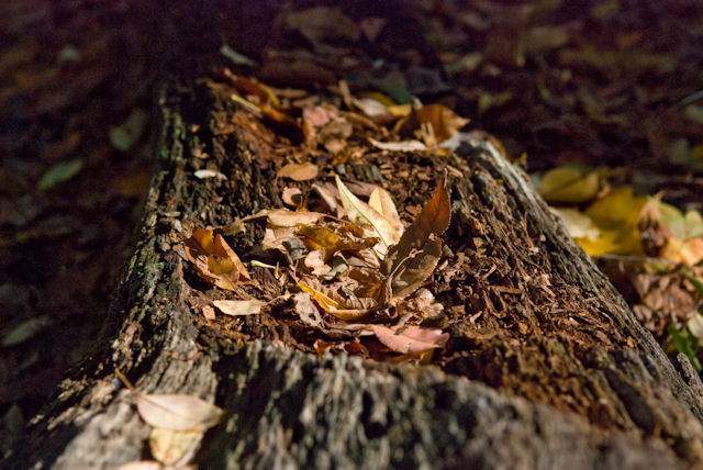 Rotten log collecting leaves