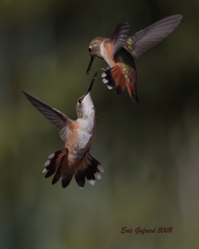 Rufous Hummers - photo by Eric Gofreed