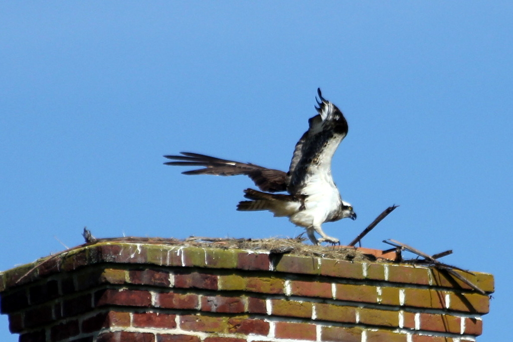 Saint Francis Xavier Osprey