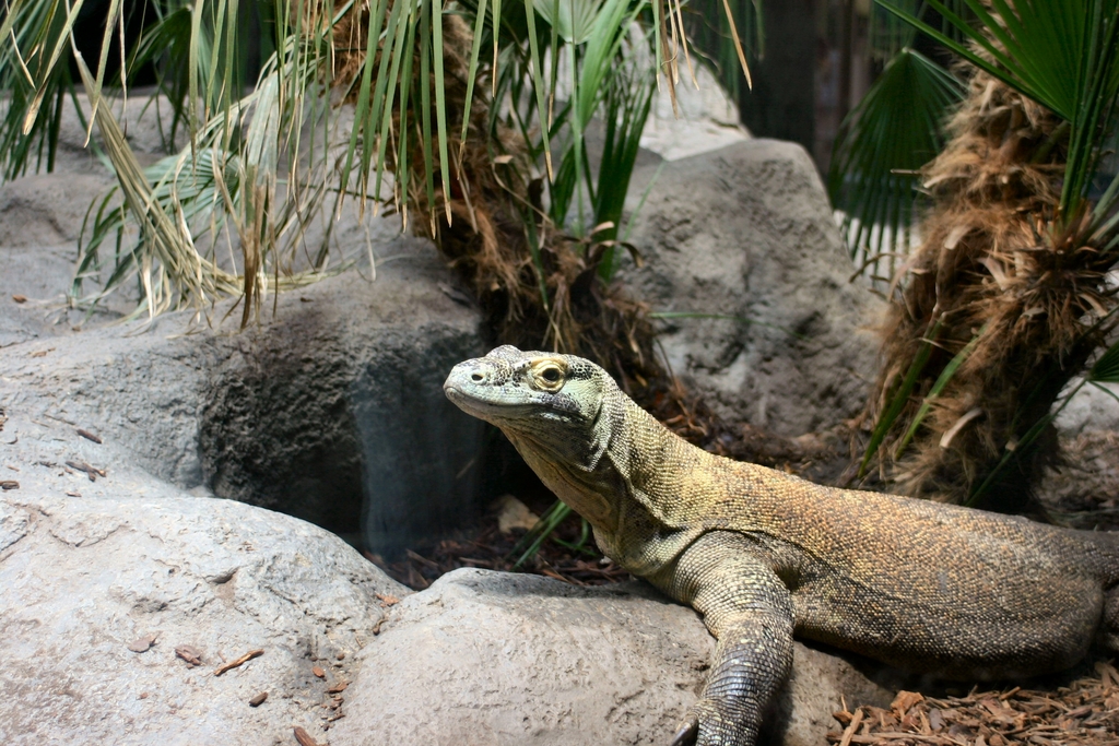 San Diego Zoo Lizard