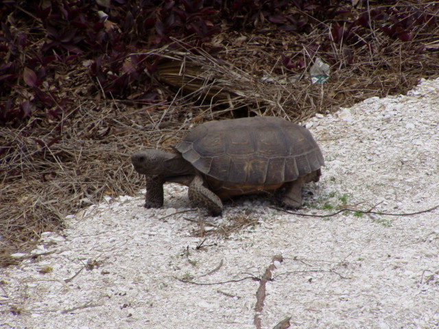 Sanibel Island