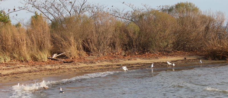 Sea Gulls