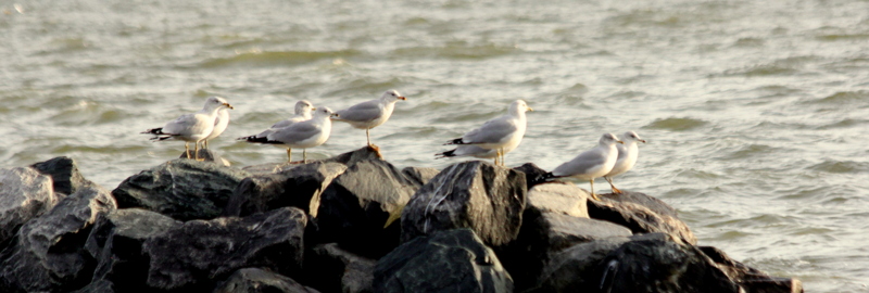 Sea Gulls