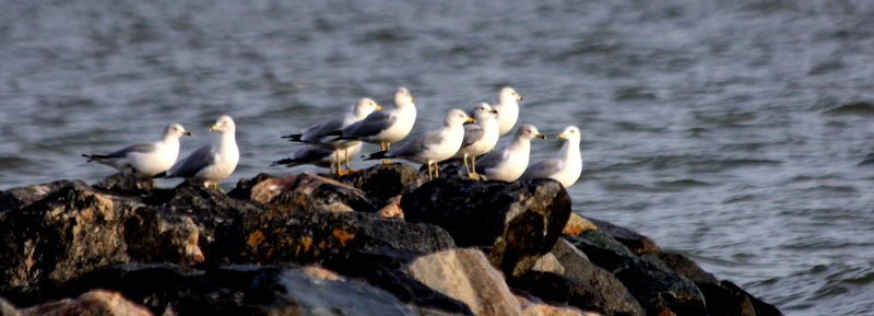 Sea Gulls