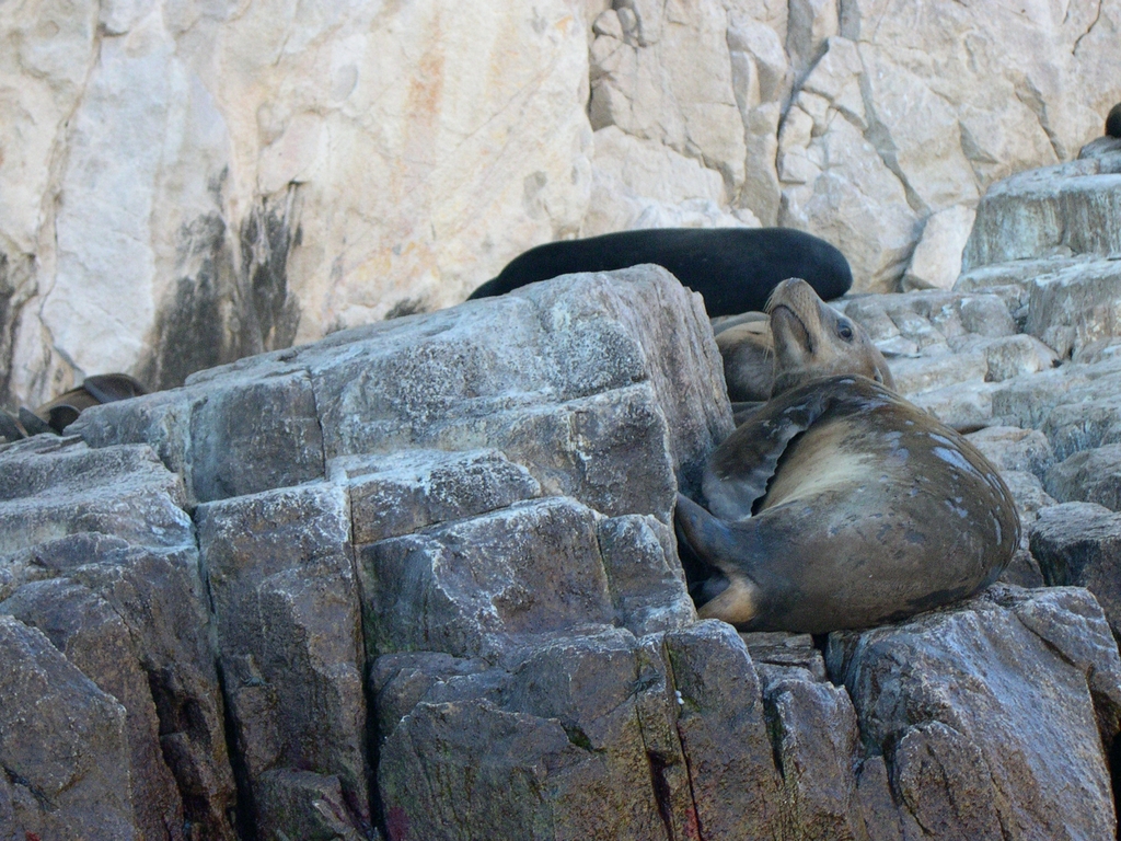 Sea Lions of Cabo