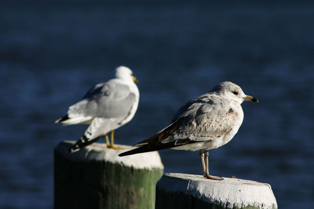 Seagulls