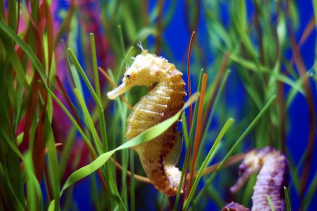 seahorse