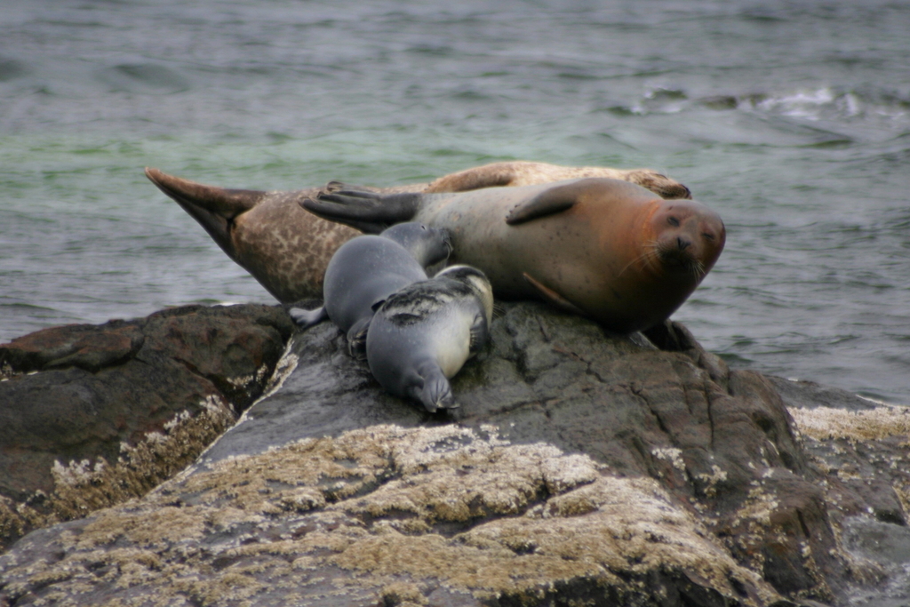 Seals on The Pupping Ledge