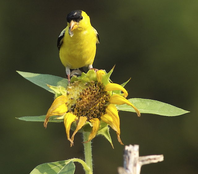 Seed Thief