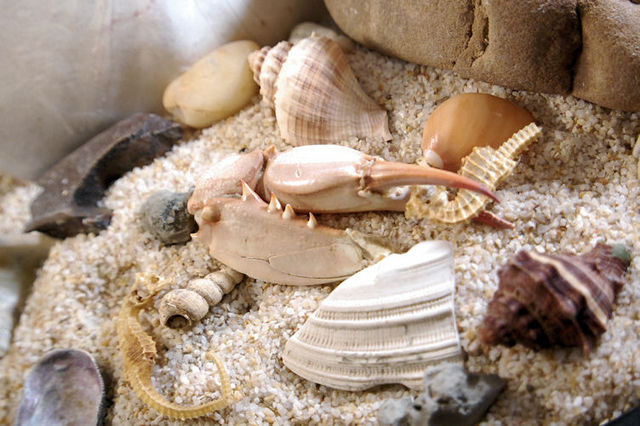 Shells