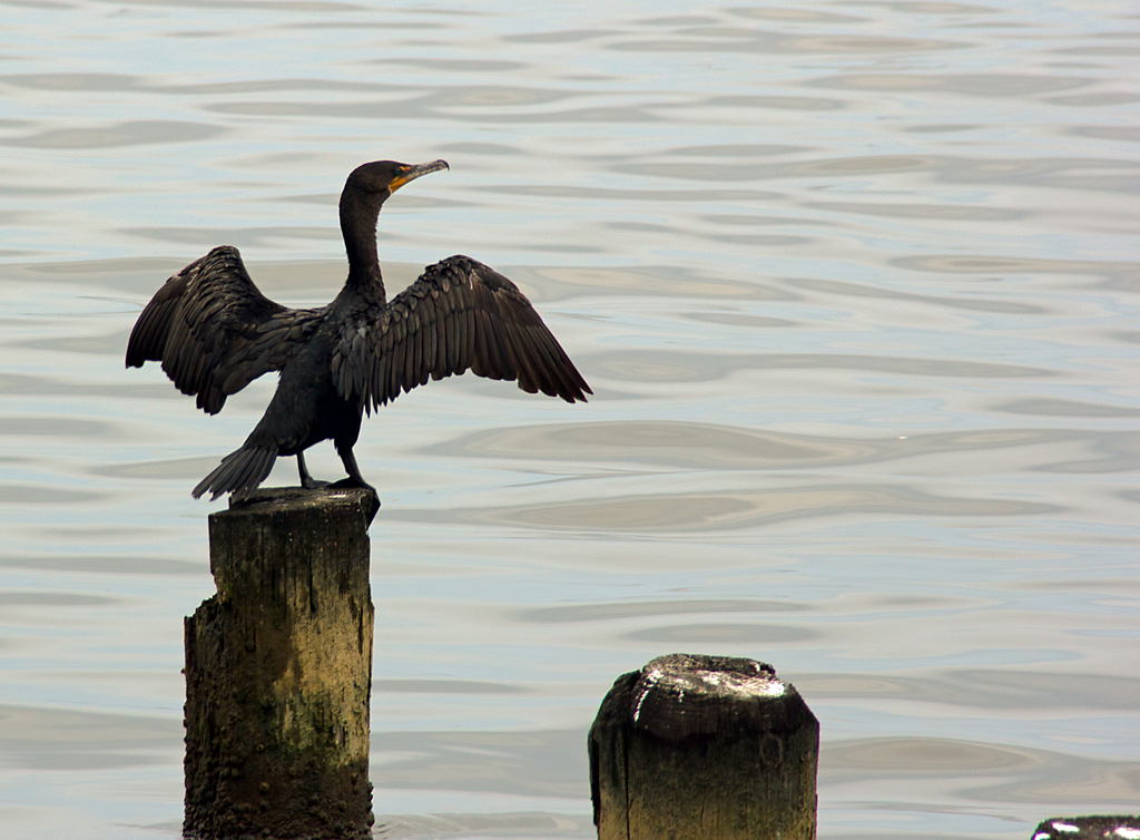 Showoff Bird