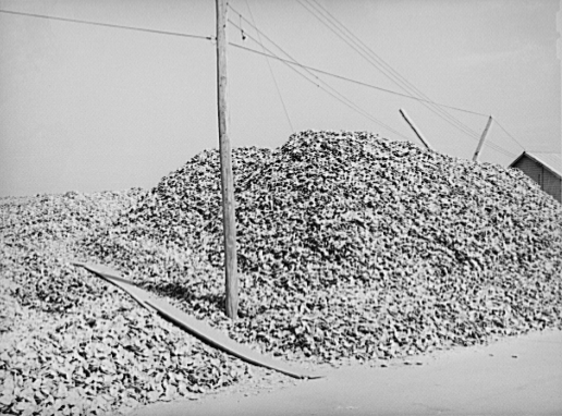 Shuck pile. Rock Point, Maryland, 1941