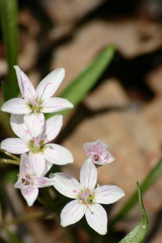 Signs of Spring