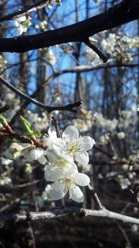 Signs of Spring