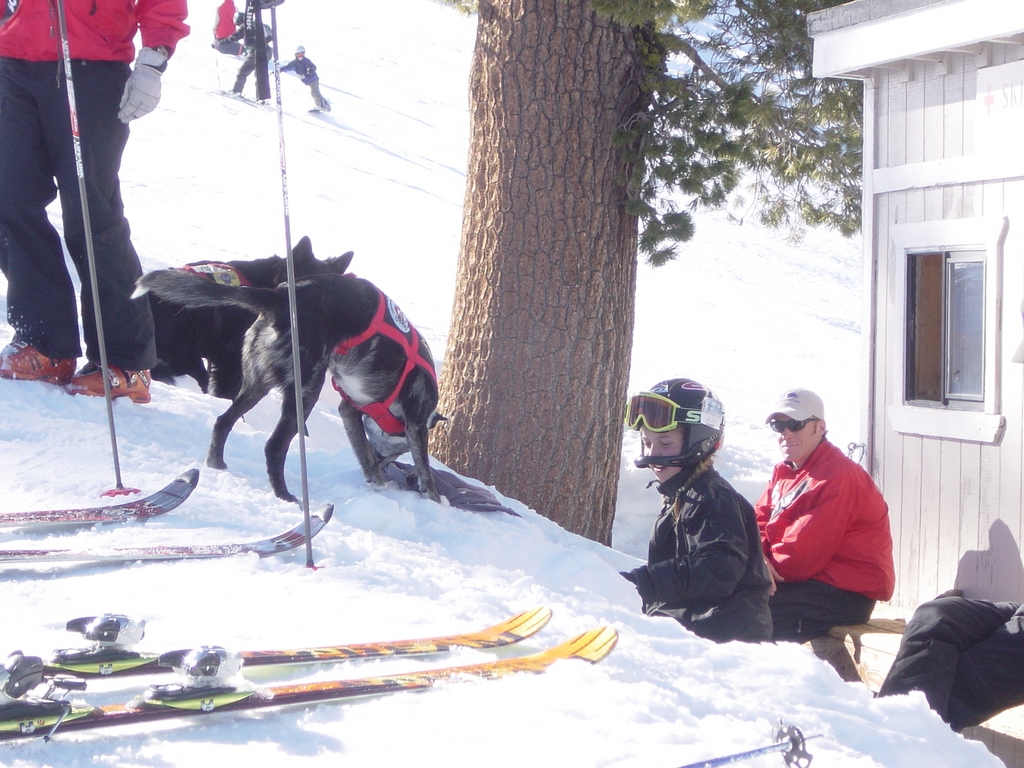 Ski Patrol Dogs