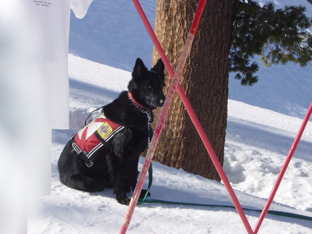 Ski Rescue Dog
