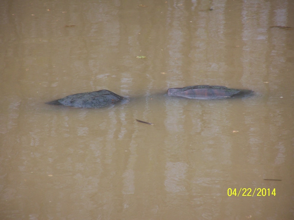Snapping Turtles mating