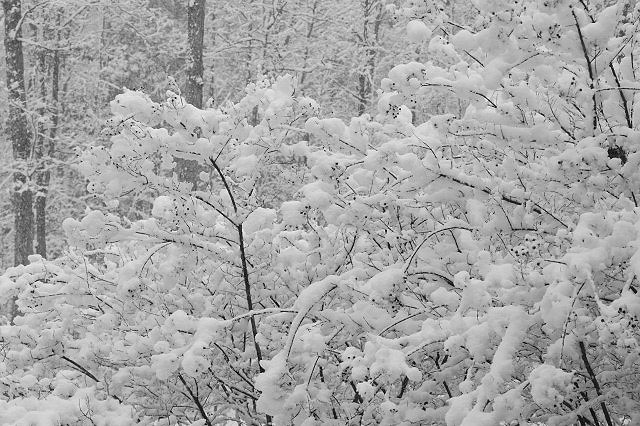 Snow Cover Crape Myrtles