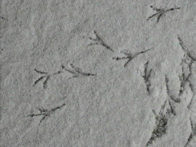 Snow Prints