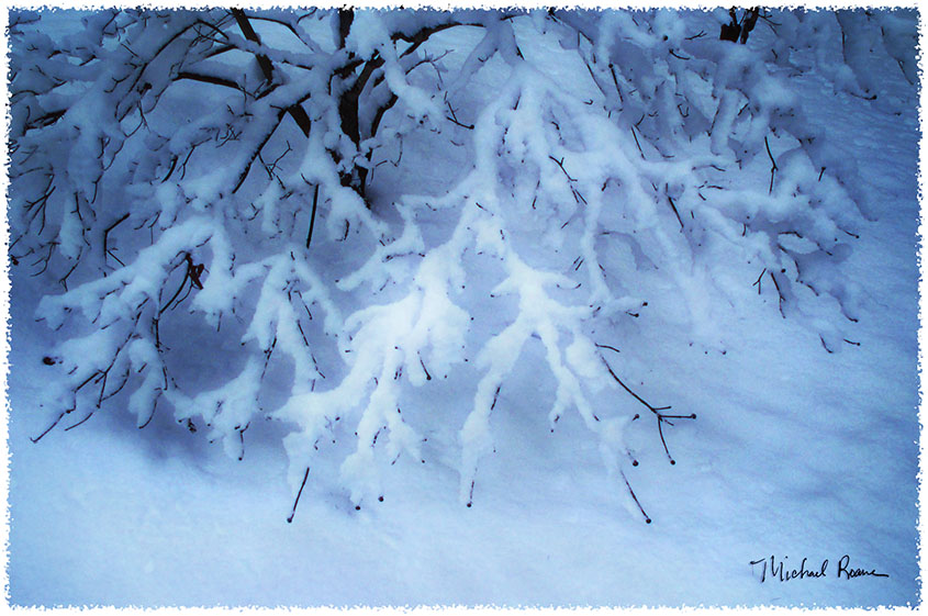Snowy Dogwood