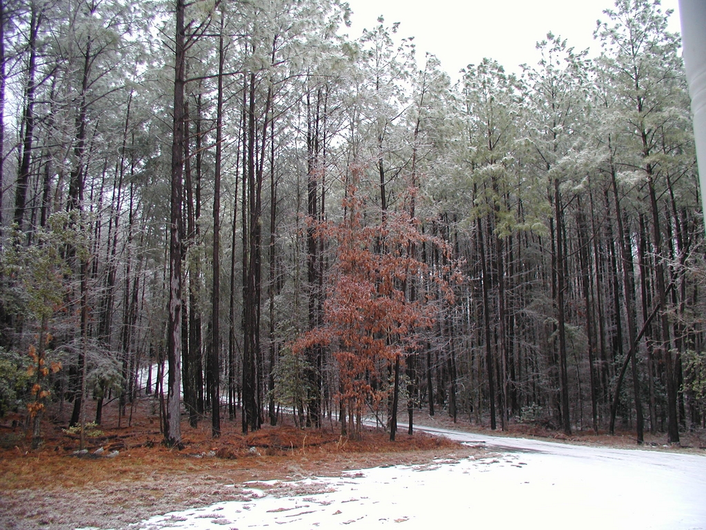 Snowy driveway