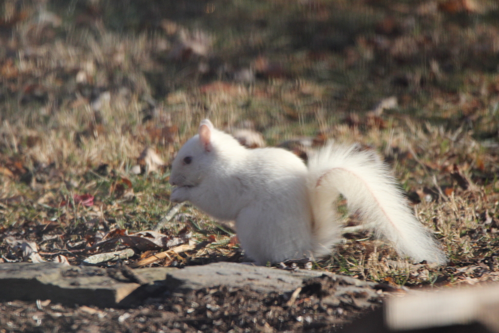 Snowy Squirrel