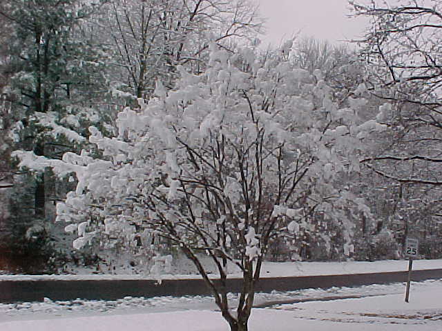 Snowy Tree