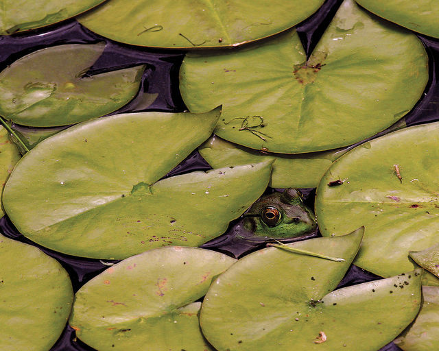 Someone Brought Frogger to a Pac-Man Convention