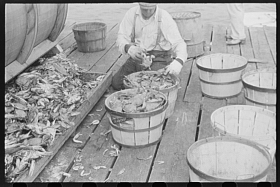 Sorting Crabs, Rock Point, Maryland, 1941