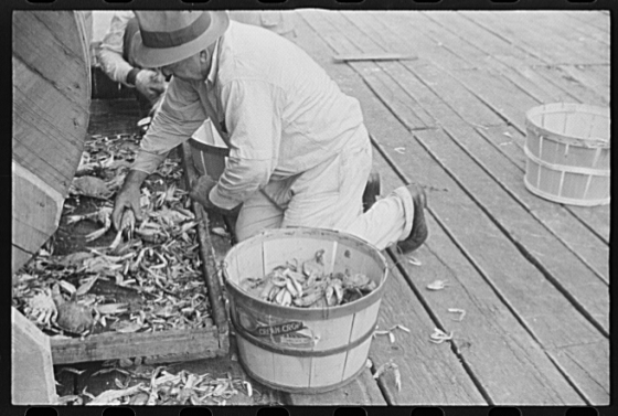 Sorting the cooked crabs for shipping. Rock Point, Maryland, 1941