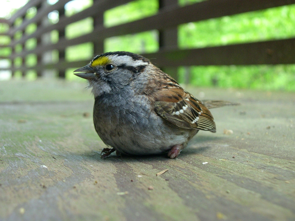 Sparrow