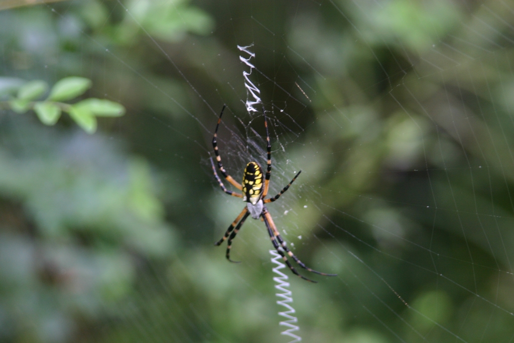 Spider from Great Swamp in South Carolina