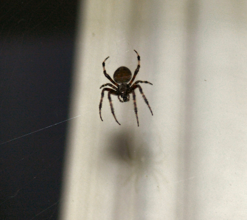 Spider outside my window