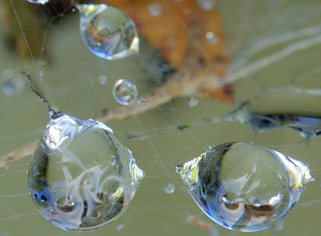 Spider Web and Rain Drops In Chesapeake Beach