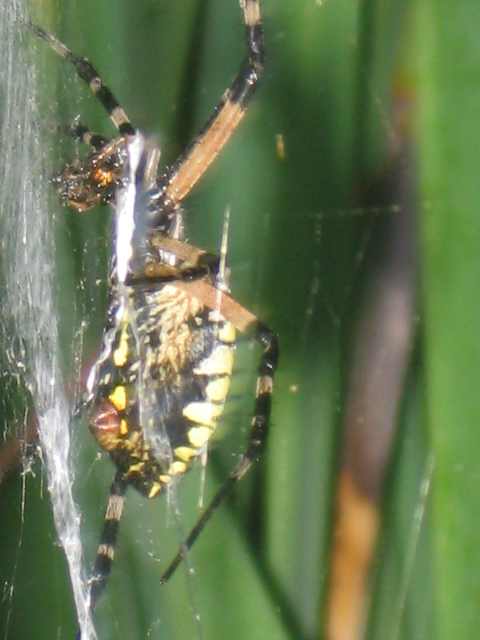 Spidey has lunch!!!