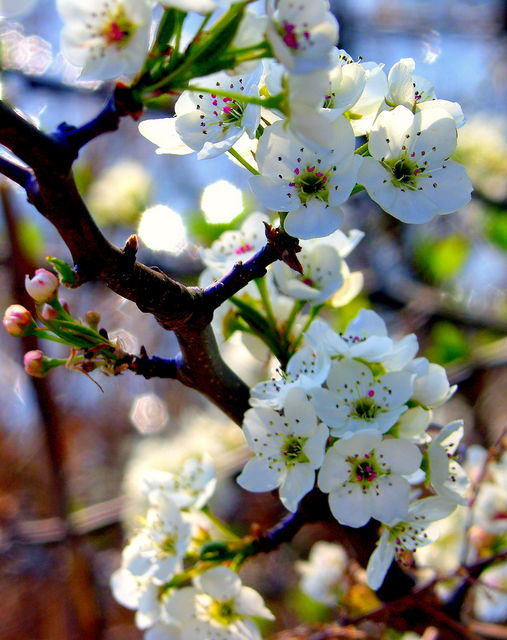 SPRING BLOOM