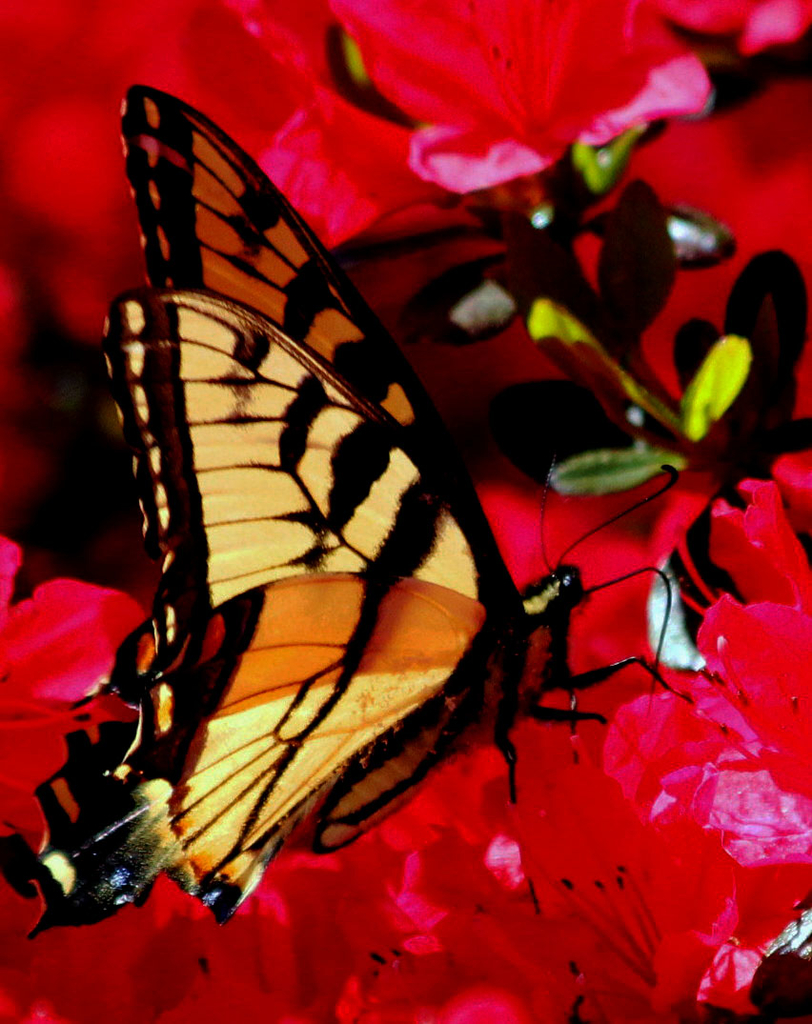 Spring Butterfly