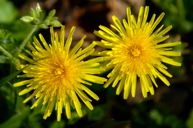 Spring Dandelions