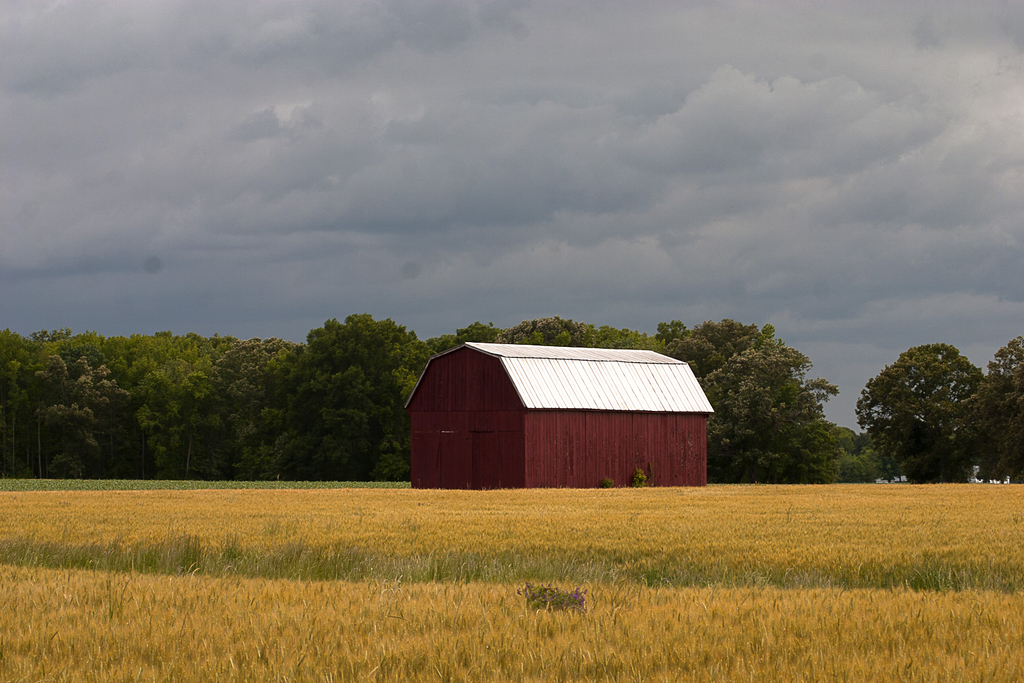 Spring Wheat