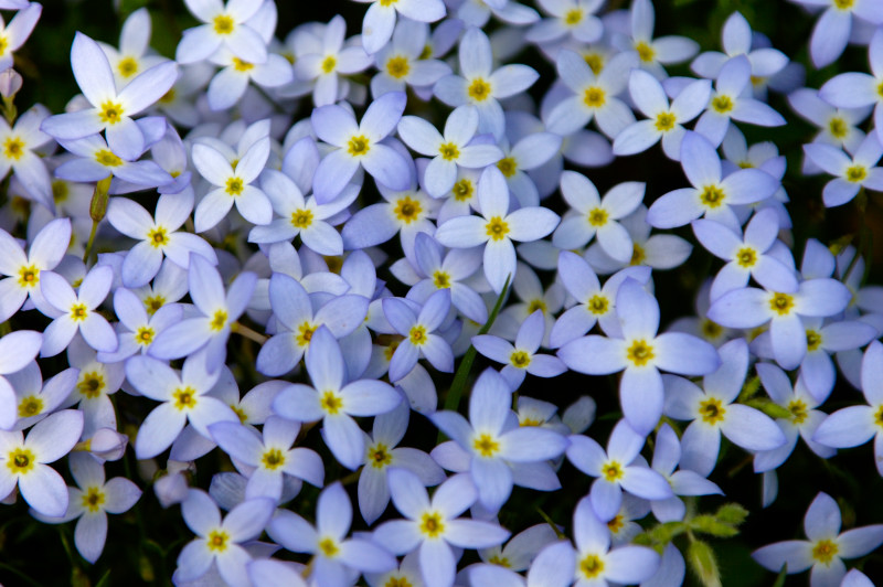 Spring Wild Flowers